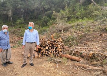 Emirler Mahallesi’ndeki orman katliamı meclis gündeminde