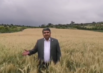 GÖKÇEL: BUĞDAY ALIM FİYATI EN AZ 2500 TL OLMALI