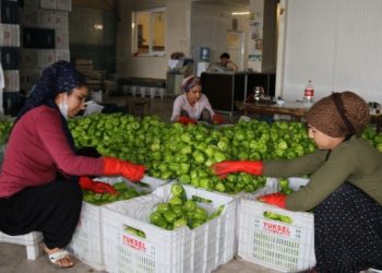 Hal işçisi kadınlar: Eşit işe eşit ücret