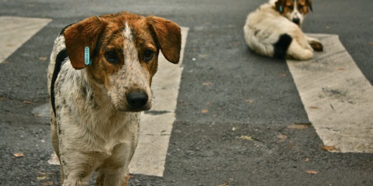 ÖHD’den hayvan toplatılmasına tepki:  Yasal bir zemini yok