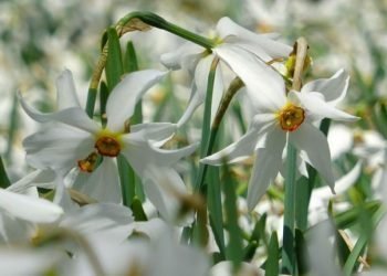 İsmail Hakkı Şimşek yazdı: ŞİMDİ NERGİS ZAMANI   