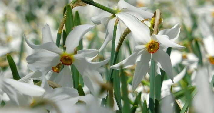 İsmail Hakkı Şimşek yazdı: ŞİMDİ NERGİS ZAMANI