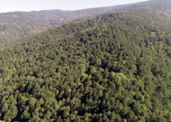 Mersin’de ormanlar TOKİ sınırları içine alındı