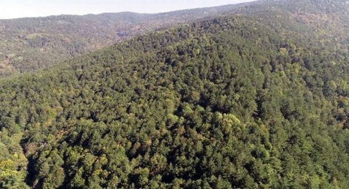 Mersin’de ormanlar TOKİ sınırları içine alındı