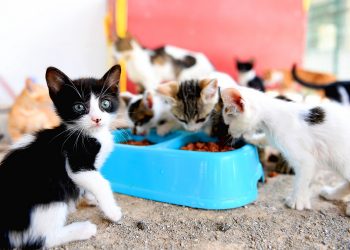 Patili dostlar Mersin Büyükşehir’le güvende