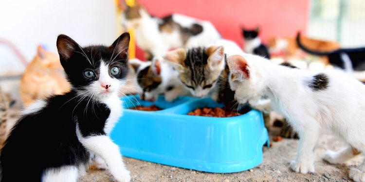 Patili dostlar Mersin Büyükşehir’le güvende