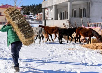 Yaban hayvanları için yüksek rakımlı bölgelere yem bırakıldı