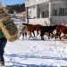 Yaban hayvanları için yüksek rakımlı bölgelere yem bırakıldı