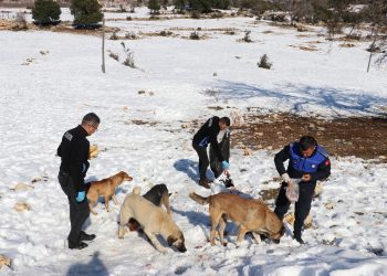Toroslar belediyesi karlı bölgelerdeki sokak hayvanlarını unutmadı