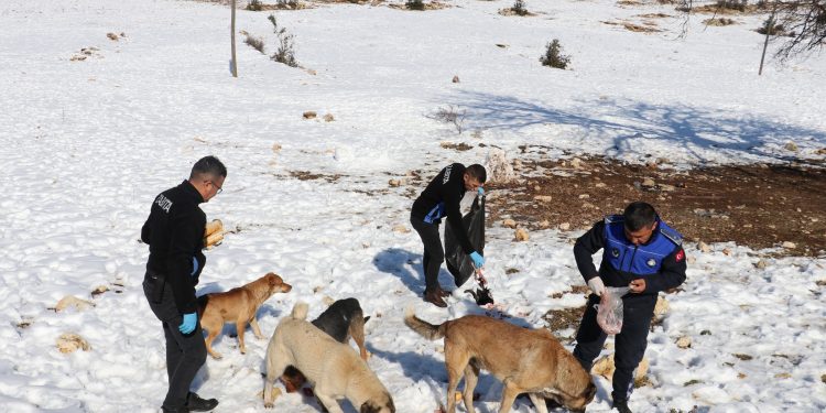 Toroslar belediyesi karlı bölgelerdeki sokak hayvanlarını unutmadı