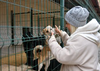 Ocak ayında 29 köpek yeni yuvalarına kavuştu