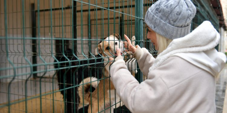 Ocak ayında 29 köpek yeni yuvalarına kavuştu