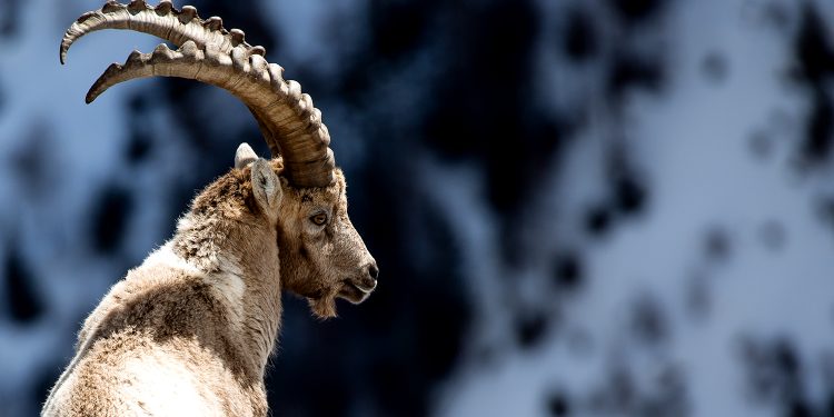 Yaban keçisi avlattırılması ihalesine Danıştay ‘dur’ dedi