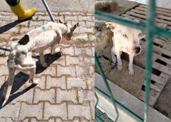 Elinden alınan can dostu yemeden içmeden kesildi