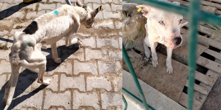 Elinden alınan can dostu yemeden içmeden kesildi