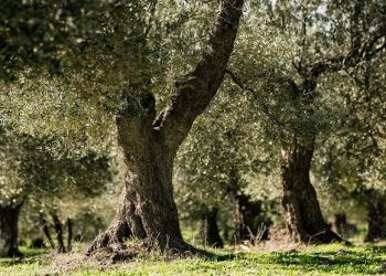 ÇMO’dan zeytinlik tepkisi: “Değişikliğe halkın ortak çıkarı demek son derece afaki”