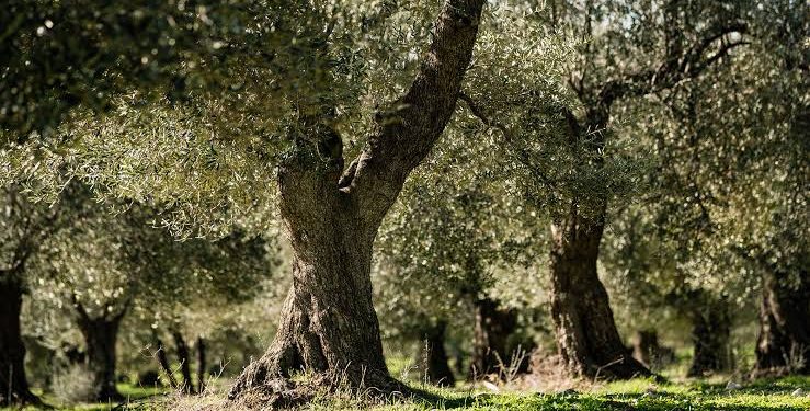 ÇMO’dan zeytinlik tepkisi: “Değişikliğe halkın ortak çıkarı demek son derece afaki”
