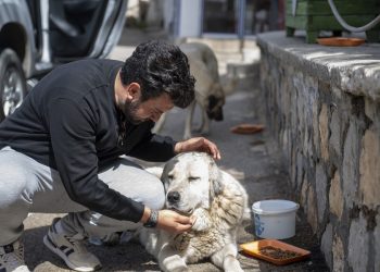 Gönüllüler bir araya geldi, sokak hayvanlarını besledi
