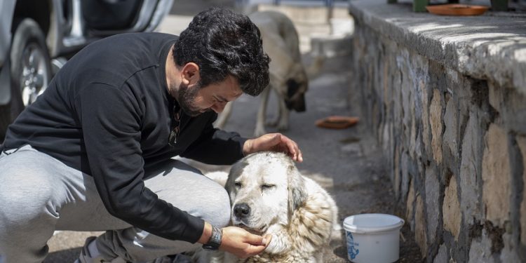 Gönüllüler bir araya geldi, sokak hayvanlarını besledi