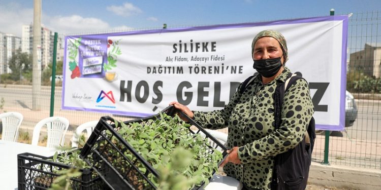 Silifkeli 63 üreticiye alıç, 47 üreticiye adaçayı fidesi dağıtıldı