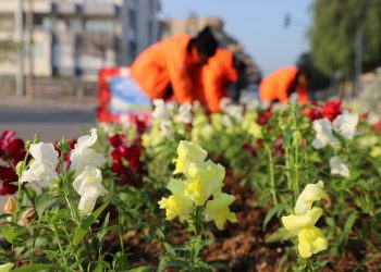 Üç ayda 197 bin bitki toprakla buluştu