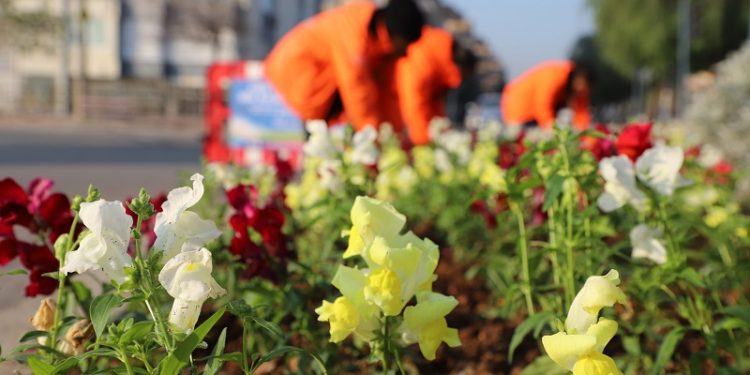Üç ayda 197 bin bitki toprakla buluştu