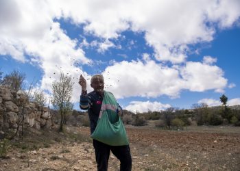 Büyükşehir’in projeleri ile atalık tohumlar yeniden yeşeriyor