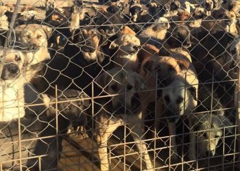 “Veterinersiz toplama suçtur”