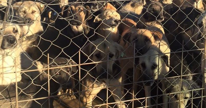 “Veterinersiz toplama suçtur”