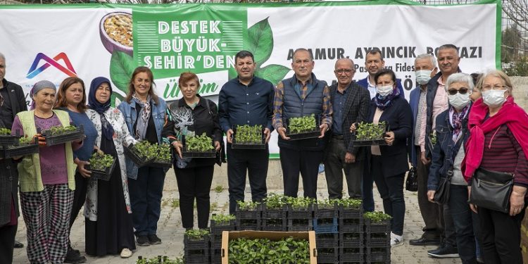 Anamur, Aydıncık Ve Bozyazı’daki üreticilere fide dağıtıldı