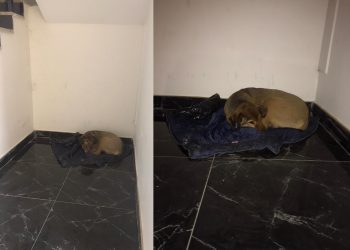 ‘Gölge’sine kavuştu