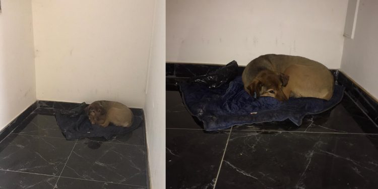 ‘Gölge’sine kavuştu