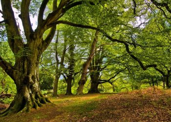 350 hektar alan artık ‘orman’ değil!