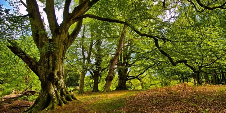 350 hektar alan artık ‘orman’ değil!