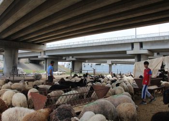 Kurban kesmek hayal olacak