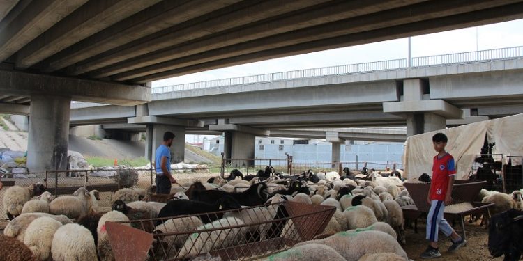 Kurban kesmek hayal olacak