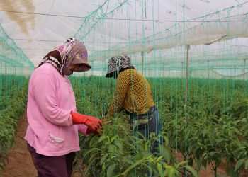 Çiftçi maliyetler altında eziliyor, üretimden uzaklaşıyor