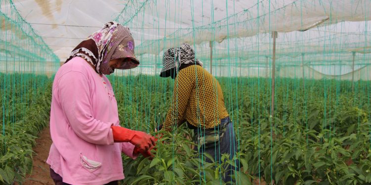 Çiftçi maliyetler altında eziliyor, üretimden uzaklaşıyor