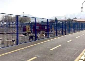 “Bayramlar ve tatiller hayvanların felaketi oluyor”