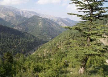 Mersin’de ormanlık alanlar otel inşaatı için ihaleye açıldı