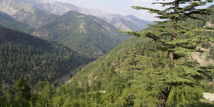 Mersin’de ormanlık alanlar otel inşaatı için ihaleye açıldı