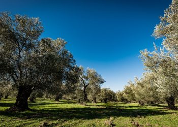 Danıştay Zeytinlik Talanına Dur Dedi