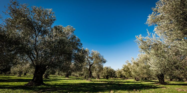 Danıştay Zeytinlik Talanına Dur Dedi