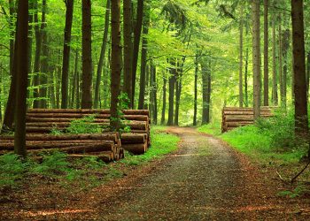 Ormanlık alanlara giriş yasaklandı