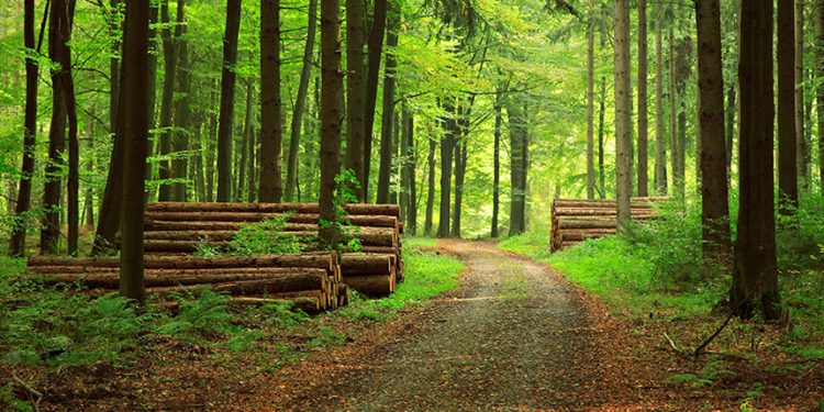 Ormanlık alanlara giriş yasaklandı