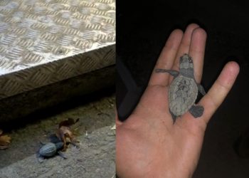 Caretta Carettalar yine kaderine terk edildi