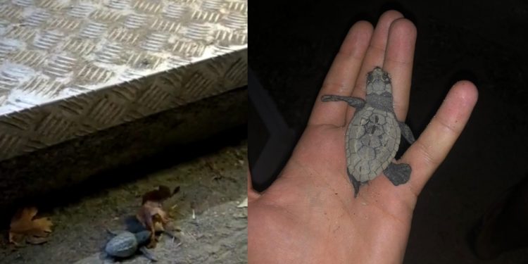 Caretta Carettalar yine kaderine terk edildi