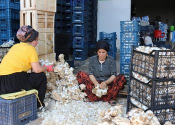 Sebze halinde kadın işçi olmak: Taciz, düşük ücret, fazla mesai