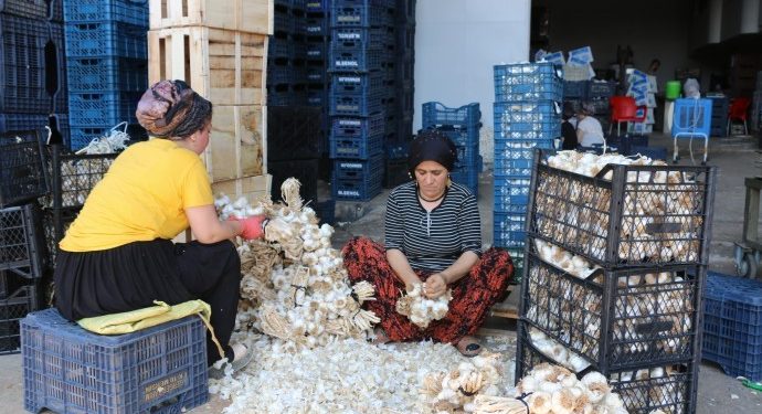 Sebze halinde kadın işçi olmak: Taciz, düşük ücret, fazla mesai