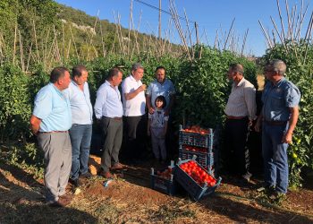 İhracat yasağı domates üreticisini vurdu